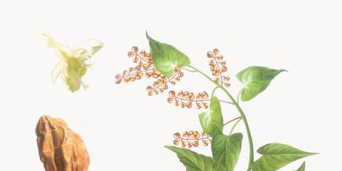 中醫(yī)帶你了解助力抗衰老的幾款中藥